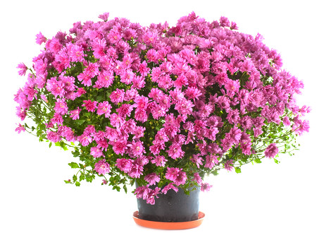 保护桃花的家居风水